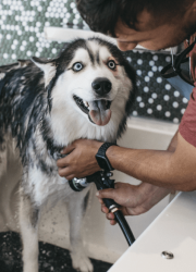 Happy dog getting washed