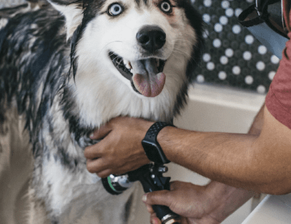 Happy dog getting washed