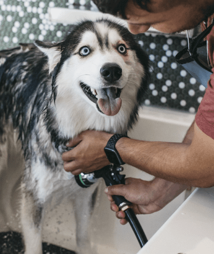 Happy dog getting washed